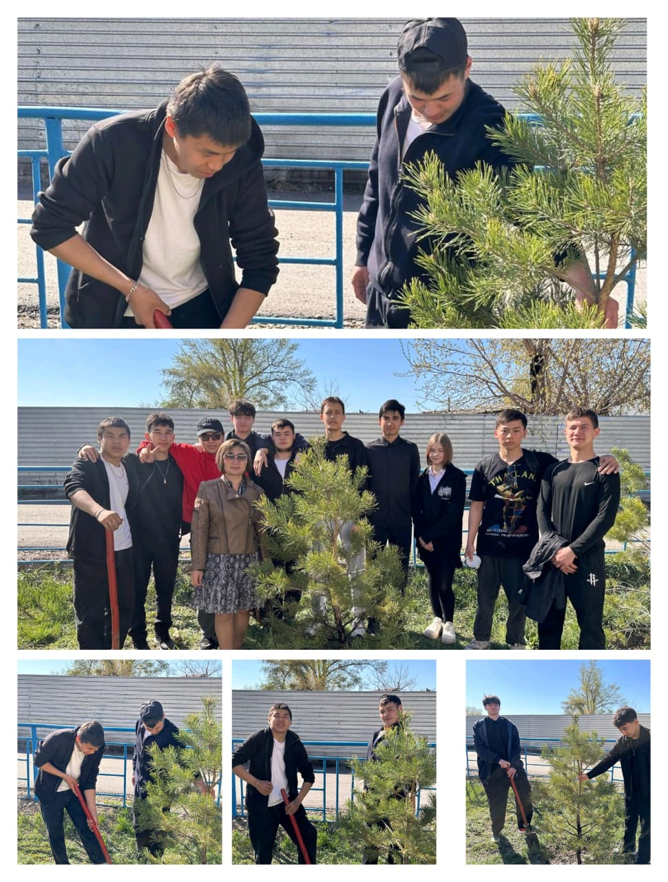 №15 жалпы білім беретін мектепте болашақ 11 сынып түлектері мектеп ауласында ағаш отырғызып, «Түлектердің ағаш егуі» экочелленджін ұйымдастырды.